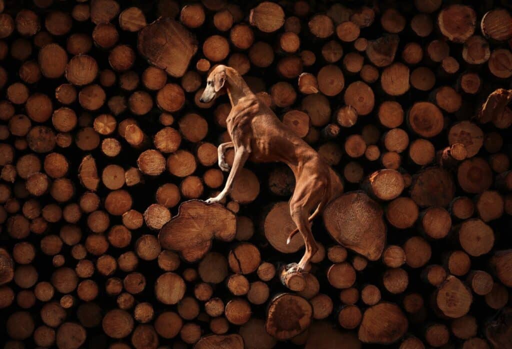 Dog posed against stack of wood