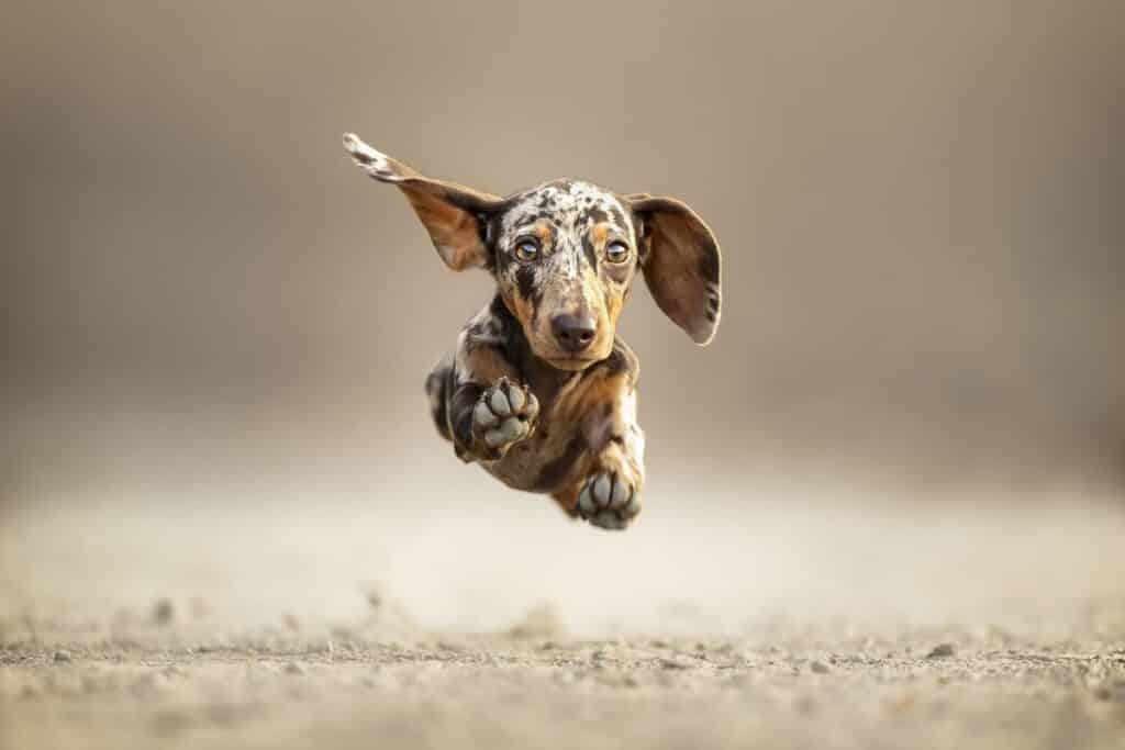Cute dauchsund puppy running
