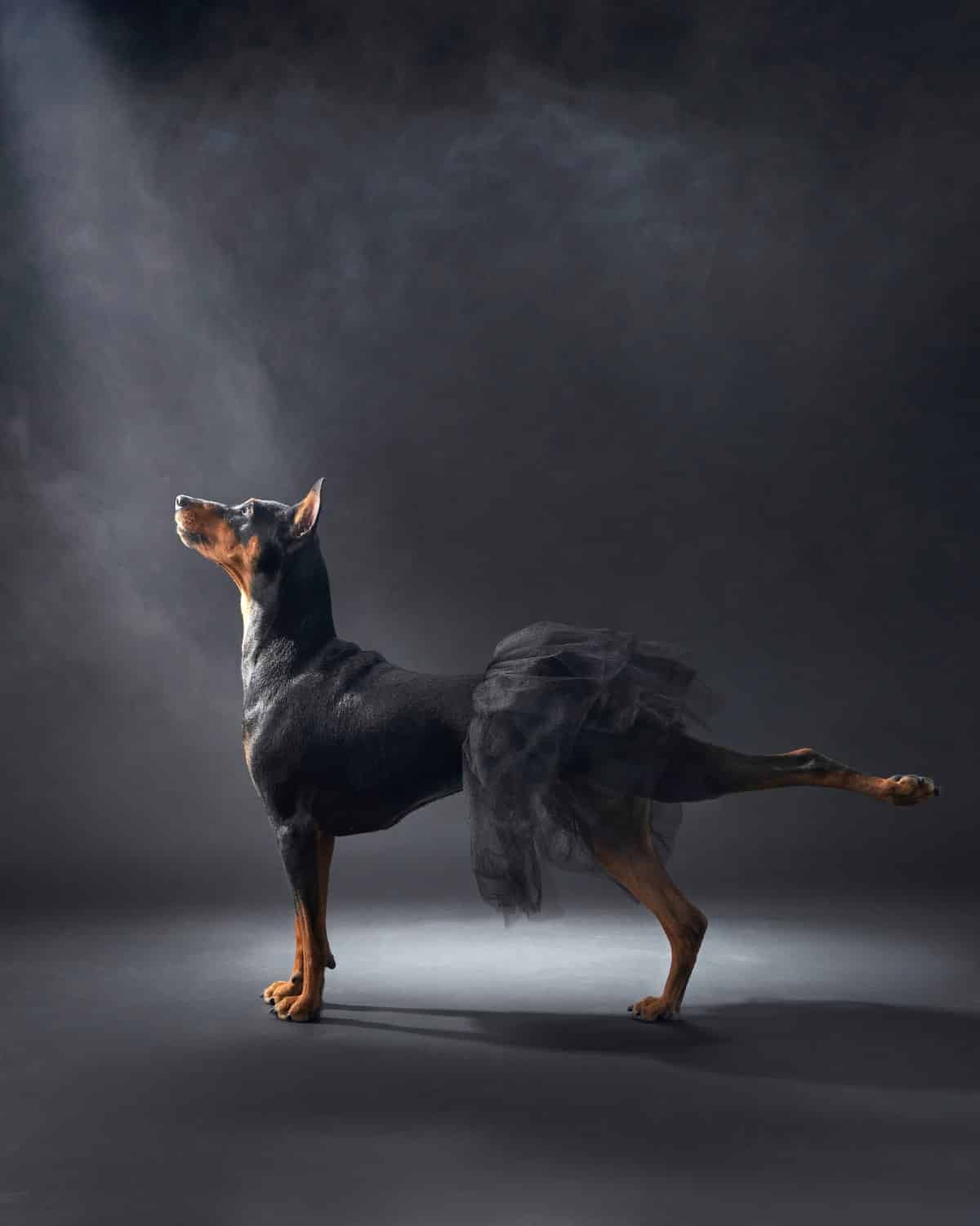 Pinscher posing in the studio with a tutu 
