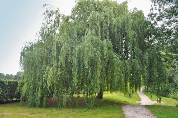 Weeping Willow Drawing Prompt