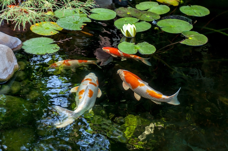 Koi Fish Drawing Prompt