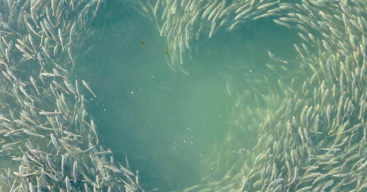 Singer Harry Connick Jr. Snaps a Beautiful Drone Image of a School of Fish Forming a Heart