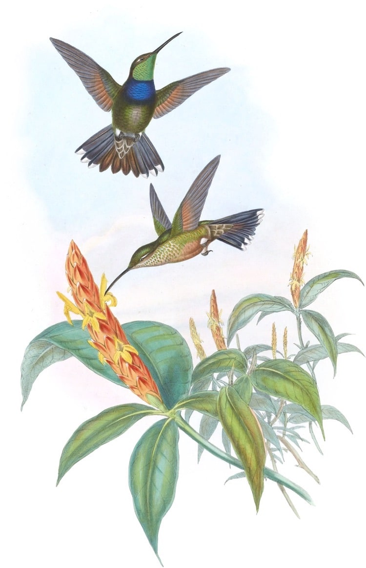 John Gould's Hummingbirds Poster