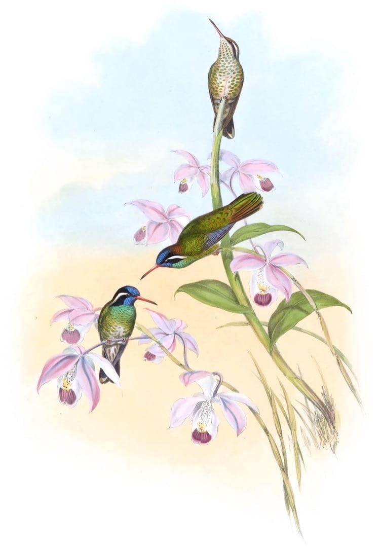 John Gould's Hummingbirds Poster