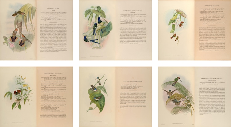 John Gould's Hummingbirds Poster