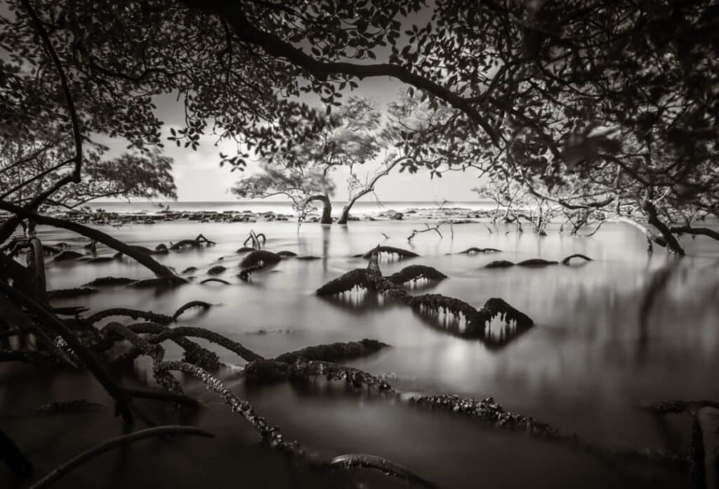Black and white photo of mangrove roots emerging from the shallow of water in Brazil