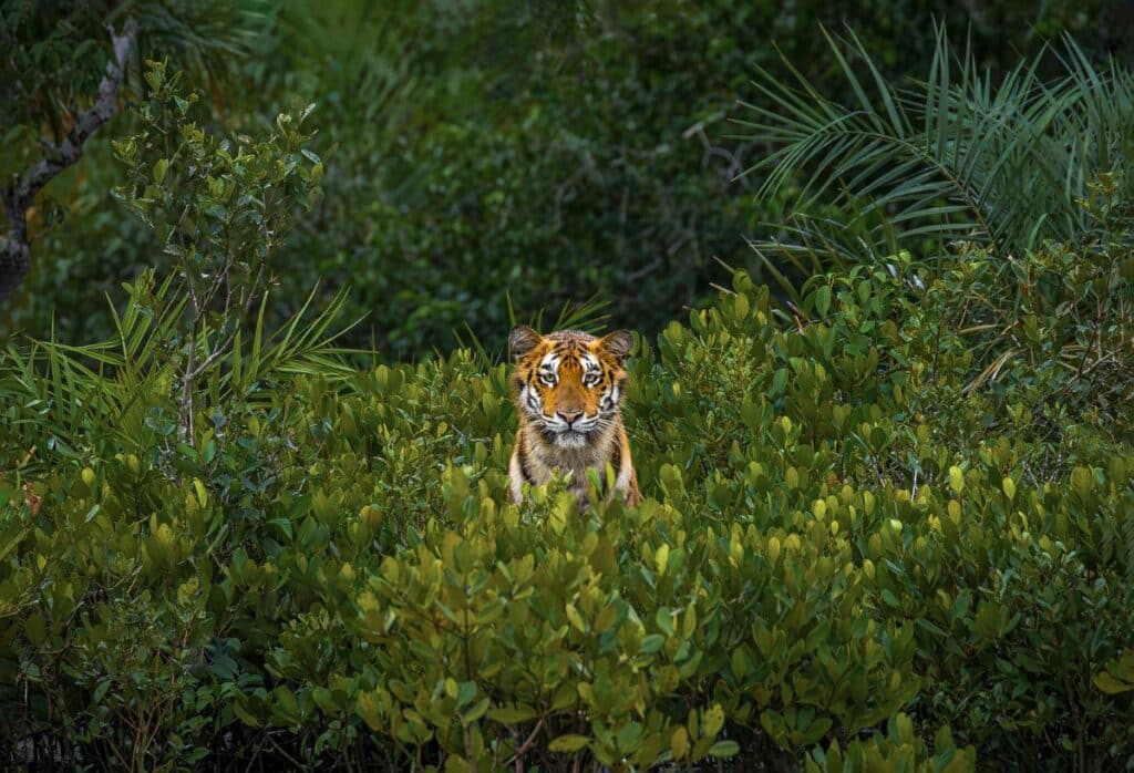 Royal Bengal tigress in the middle of mangrove bushes