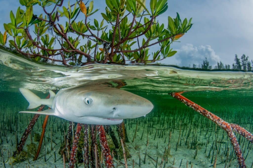 Juvenile lemon shark swims in shallow mangrove forests in the Bahamas