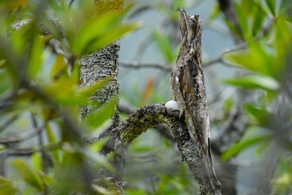 Common Potoo (Nyctibius griseus) standing on a branch in Colombia's Utría National Park