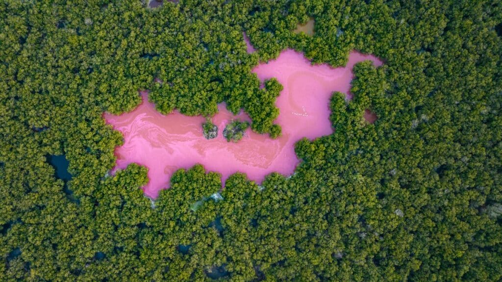 Pink lagoon in the middle of a mangrove forest in Colombia