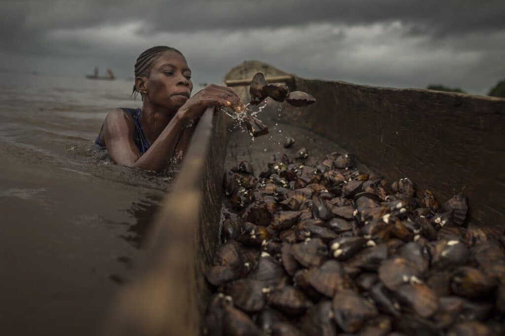 Woman harvesting clams at the Mangrove Marine Park in the Democratic Republic of the Congo