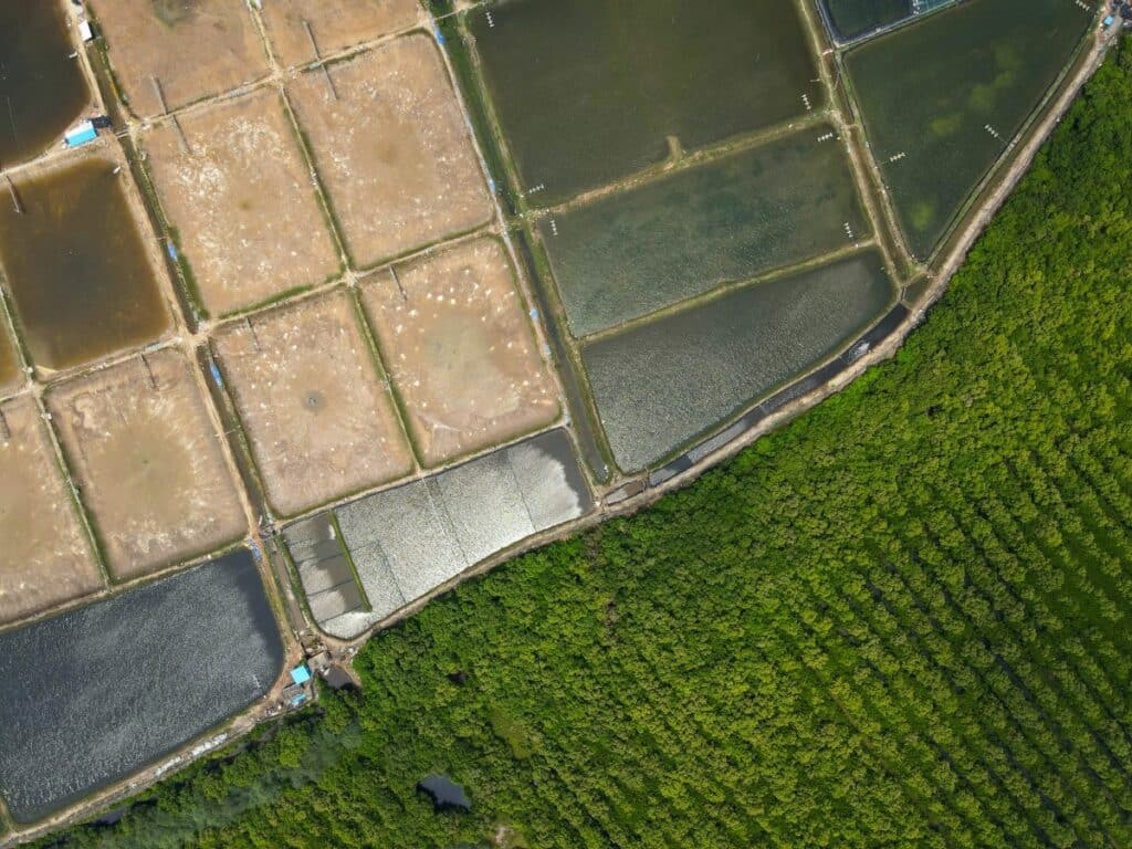 Aerial photo of a shrimp farm bordering on a mangrove forest in India