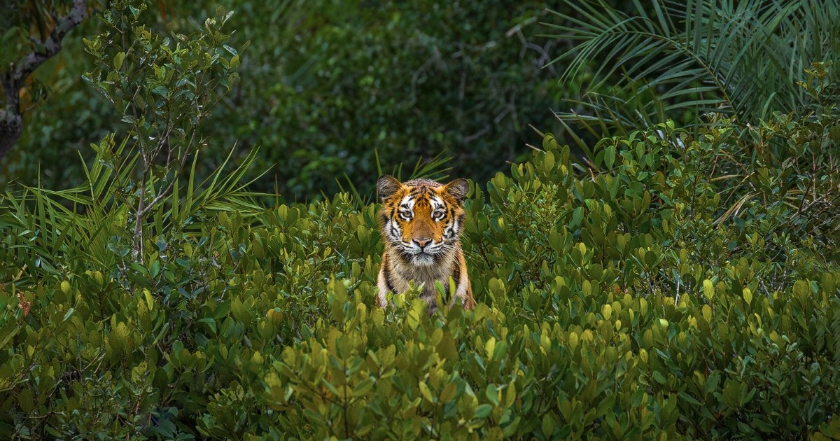 Photography Contest Honors the Importance of the World’s Mangrove Forests in Combatting Climate Change