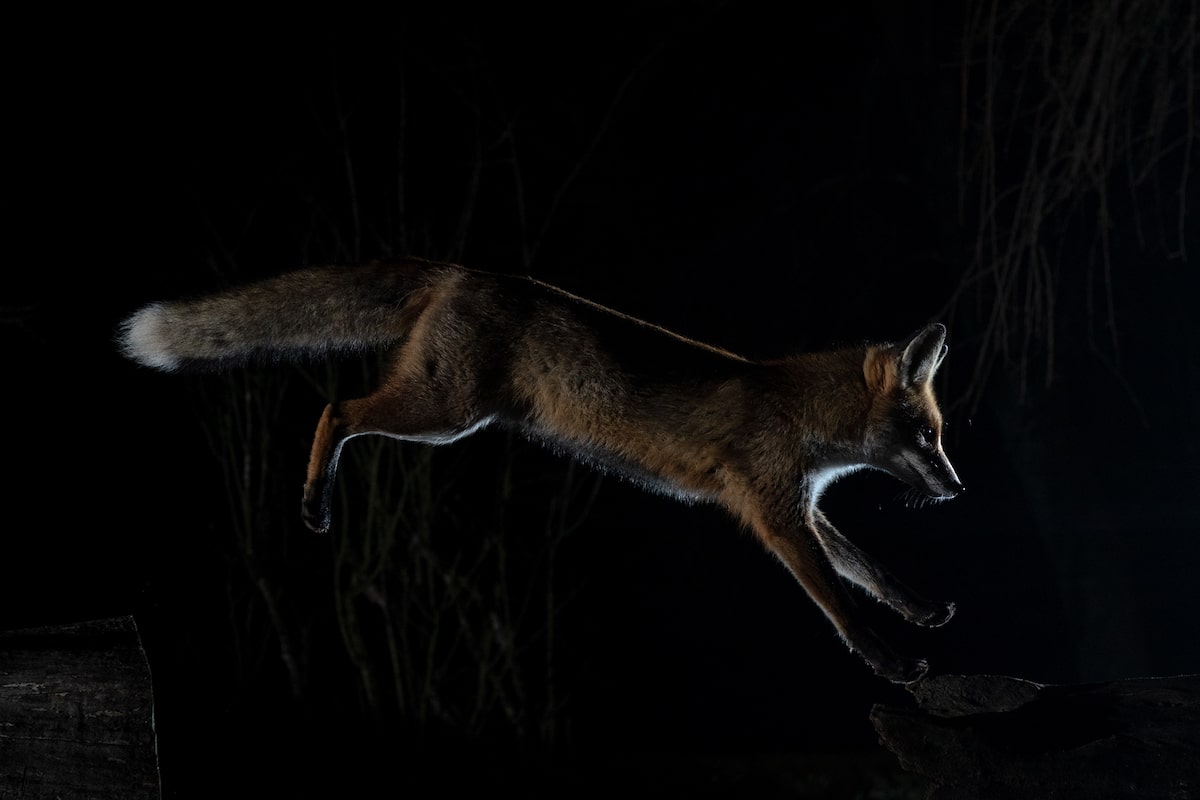 Photos of Foxes by Milan Radisics