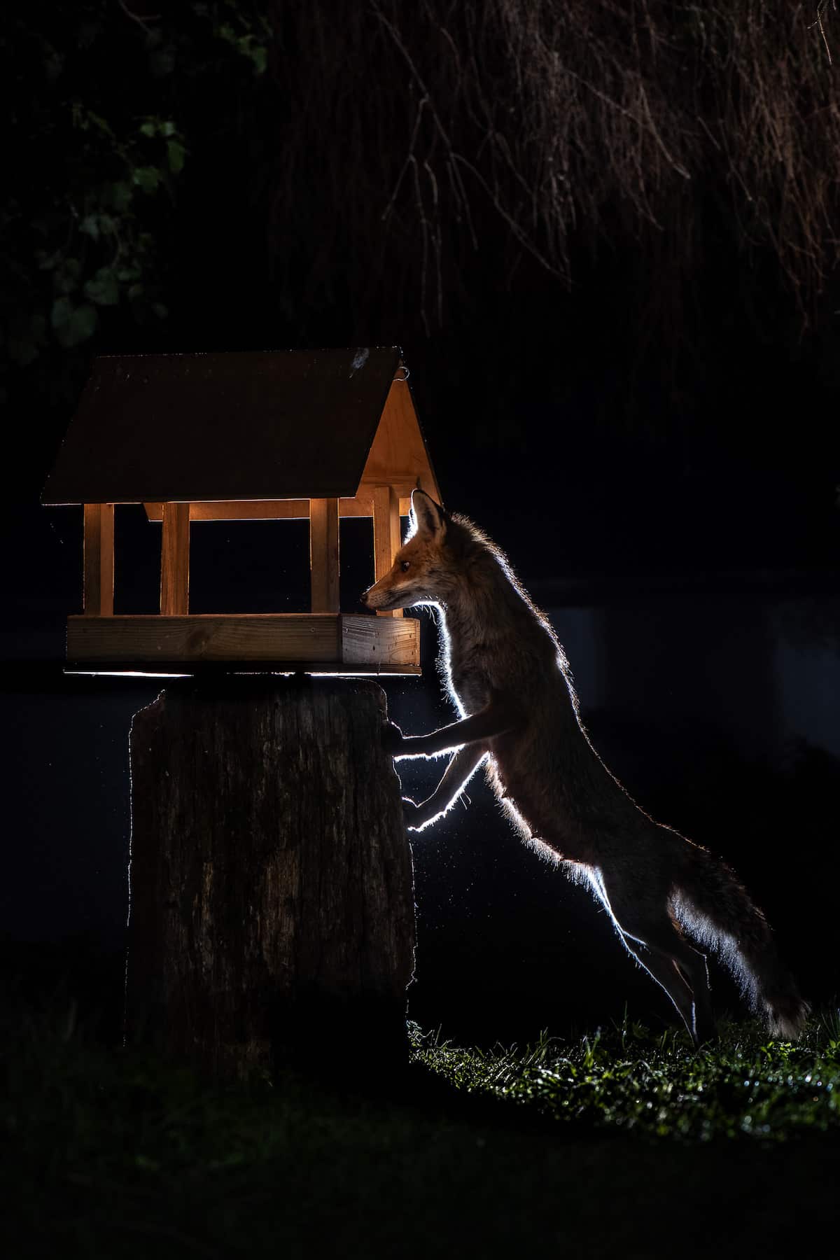 Photos of Foxes by Milan Radisics