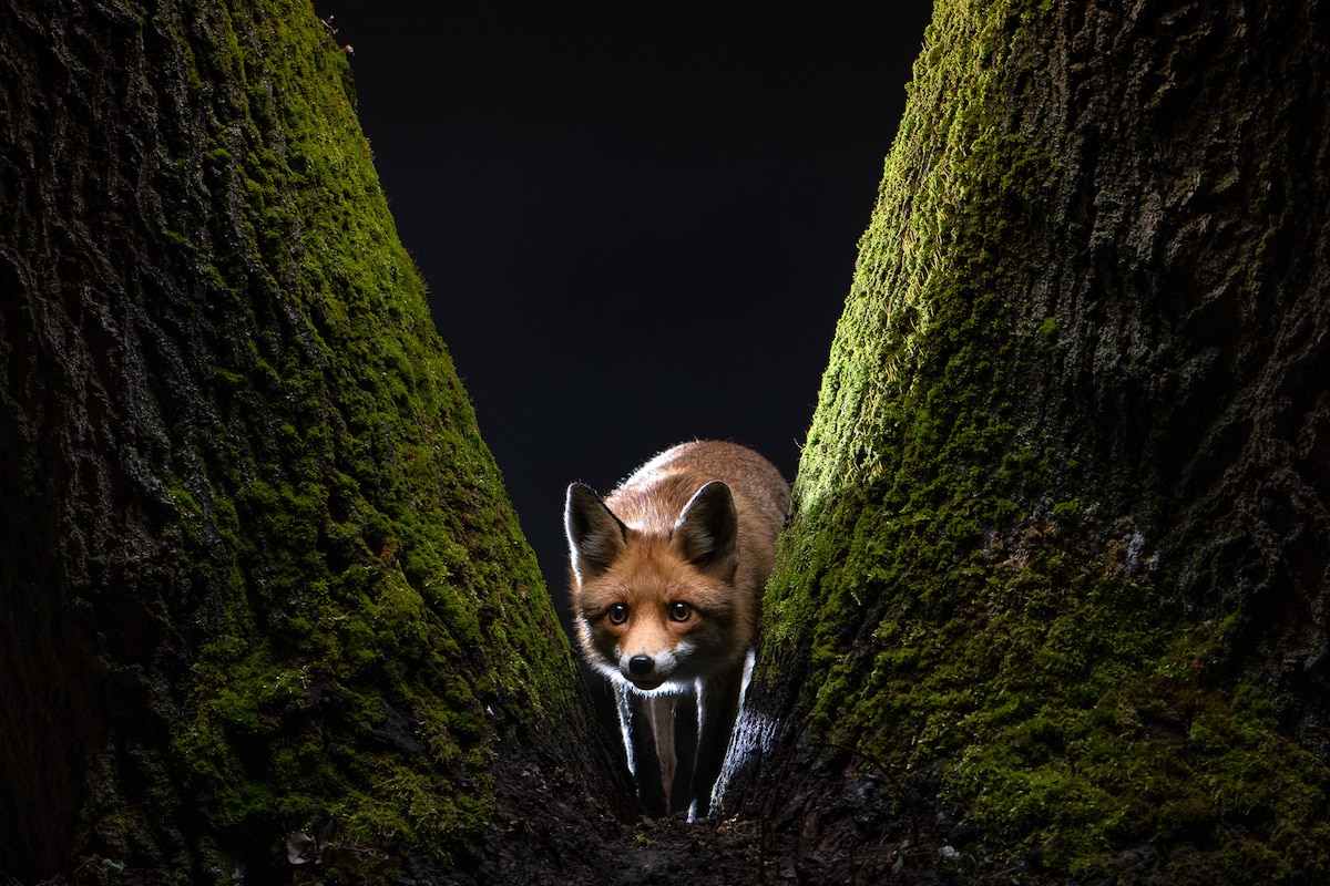 Photos of Foxes by Milan Radisics