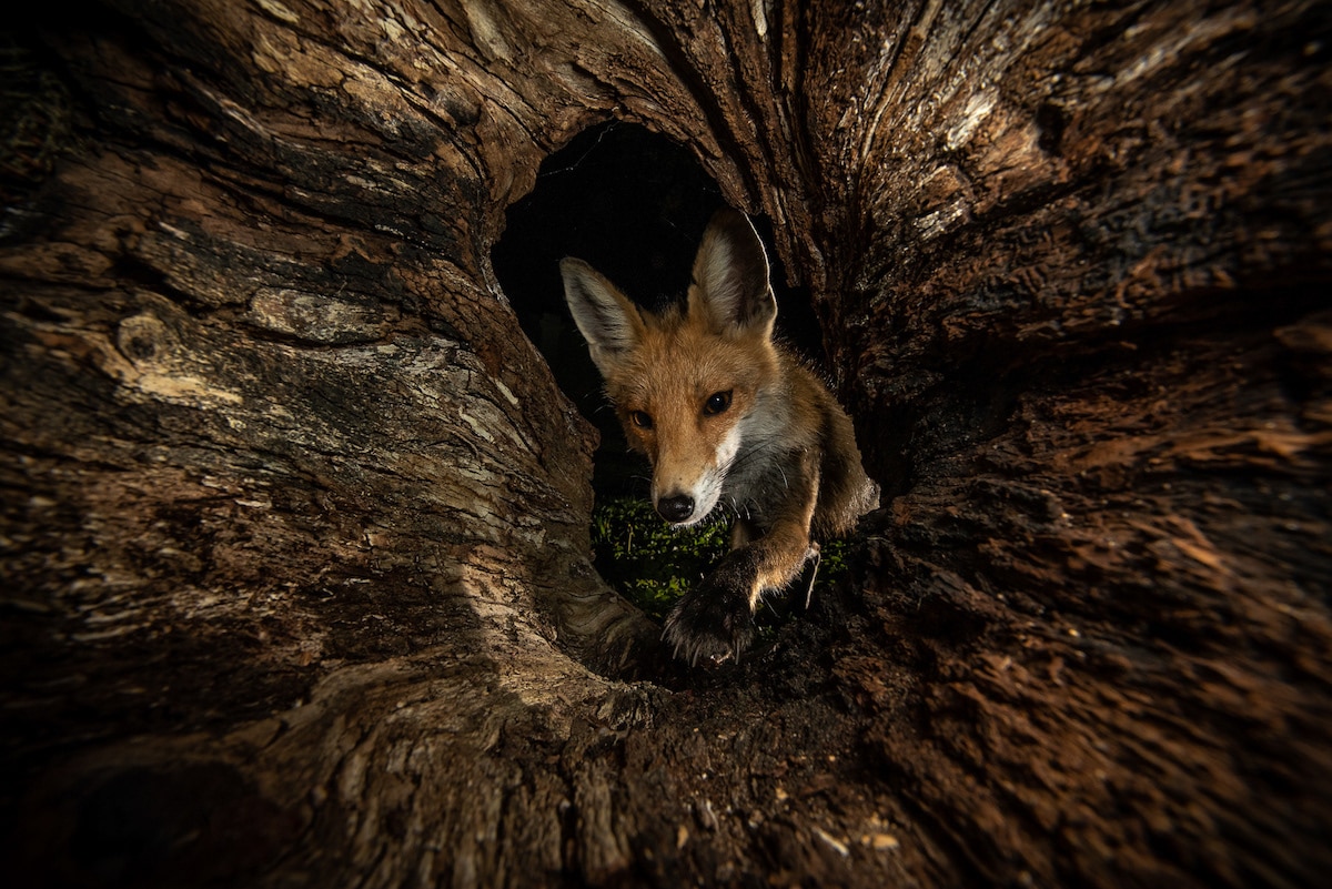 Photos of Foxes by Milan Radisics