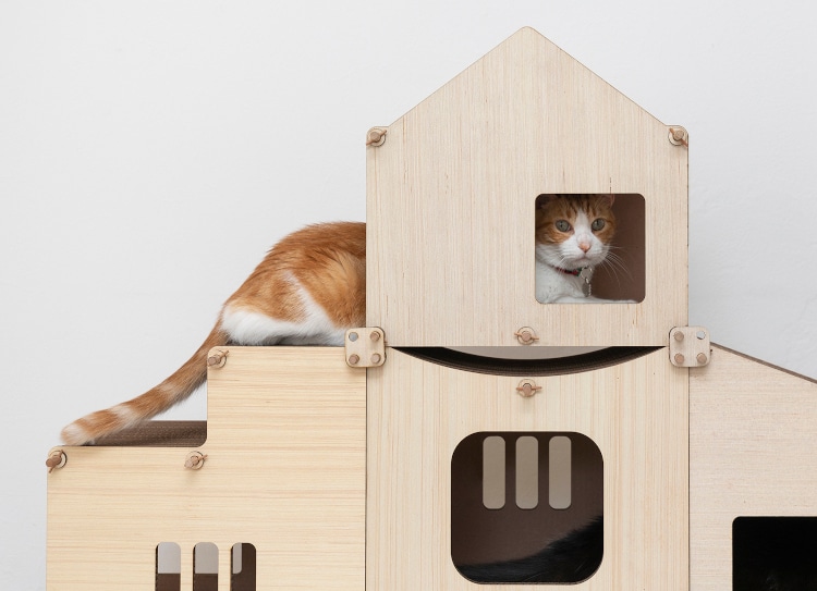 orange cat on modular cat furniture