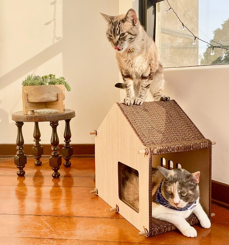 cats inside modular cat furniture