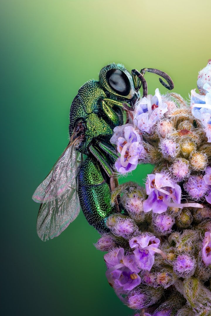 "Cuckoo wasp" standing on a flower