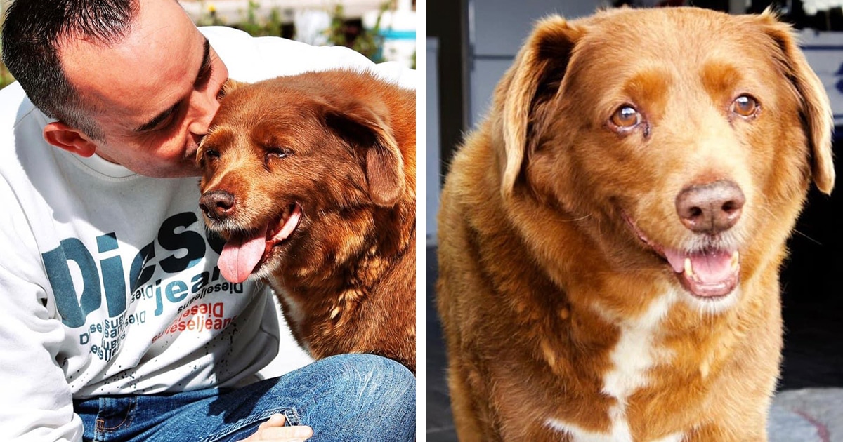 World's Oldest Dog Passes Away at 31