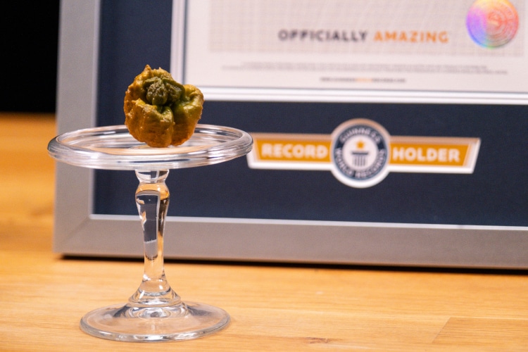 ‘pepper X Is Named “worlds Hottest Pepper” By Guinness World Records My Modern Met 7371