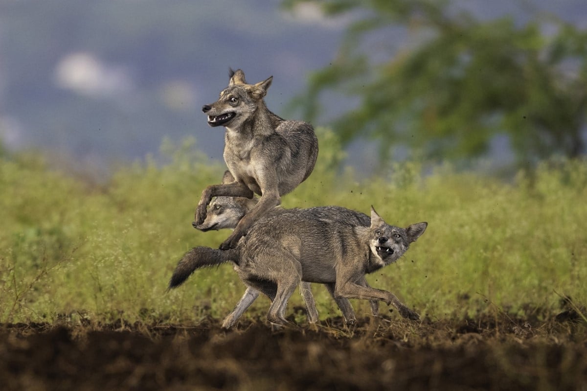 Playful Indian wolves