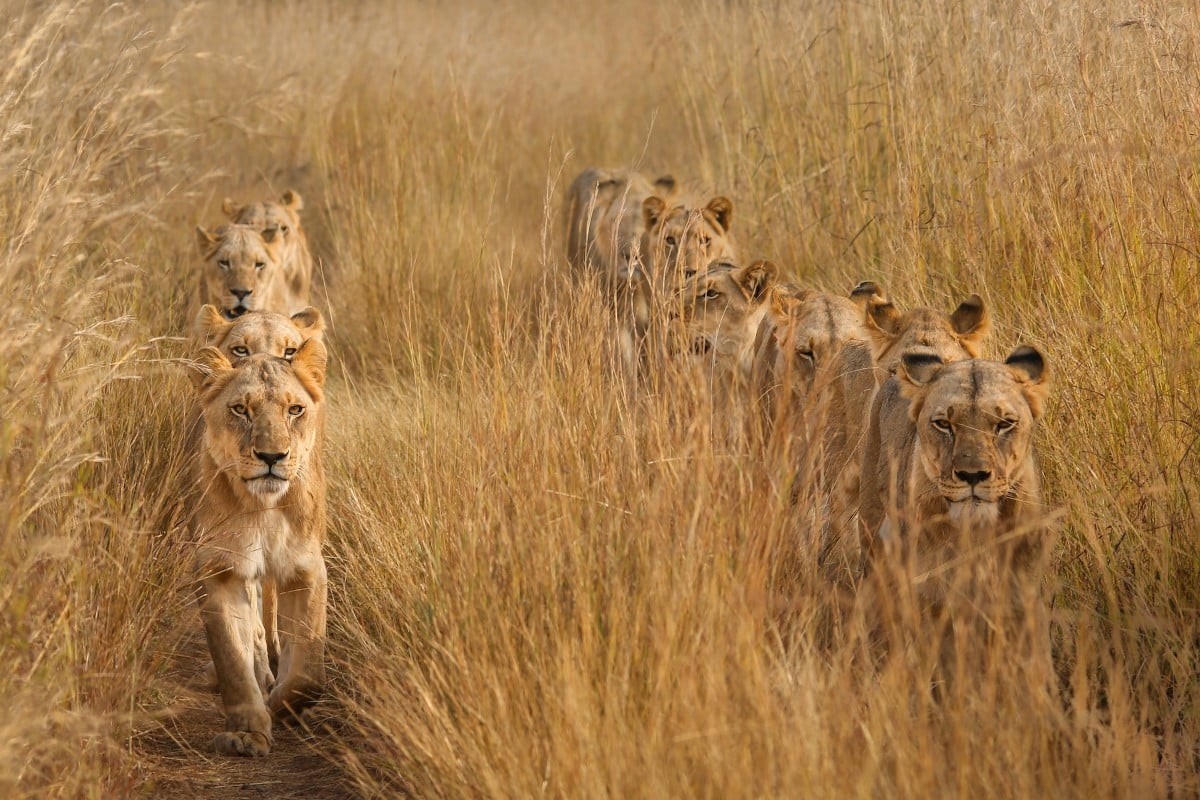 Lions lined up in the African savanna