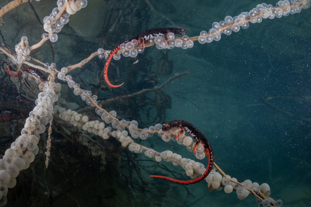 Female Northern spectacled salamanders, also known as Savi’s salamanders, lay their eggs on submerged branches in cold waters of an Apennine stream in Italy’s Foreste Casentinesi National Park.