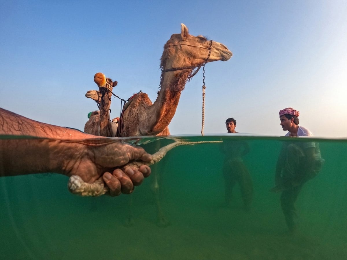 Man bathing a camel
