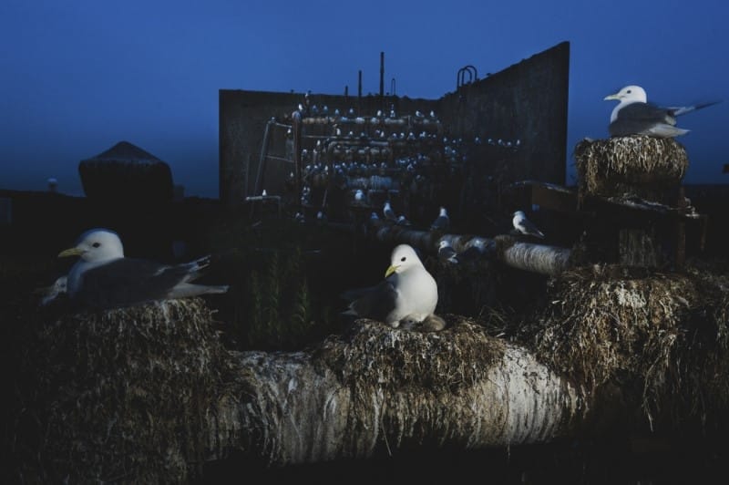 Seabirds nesting on Middleton Island off the coast of Alaska