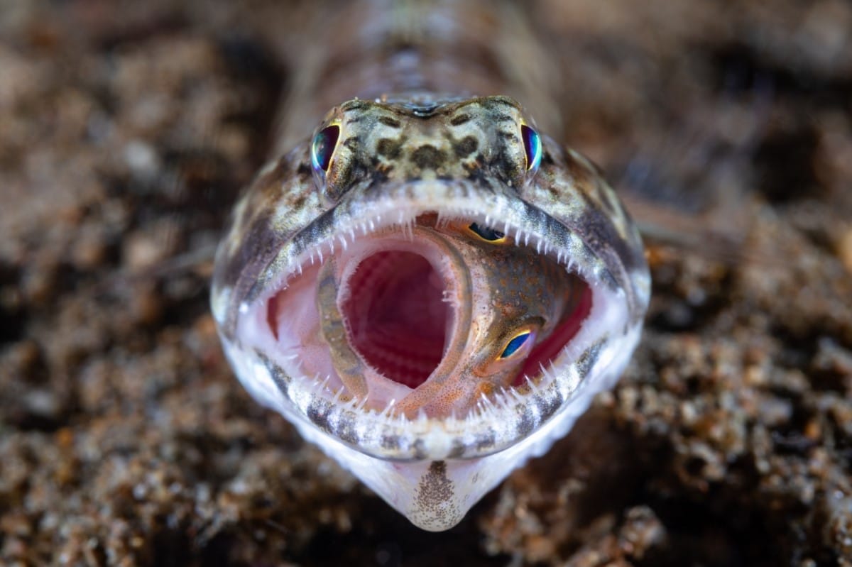 Grouper in the mouth of a lizardfish