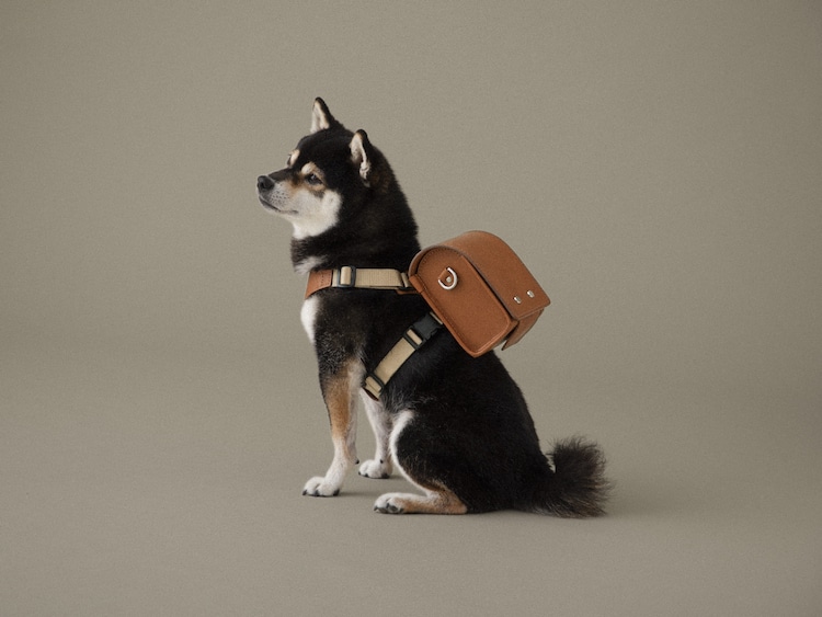 School Backpack for Dogs