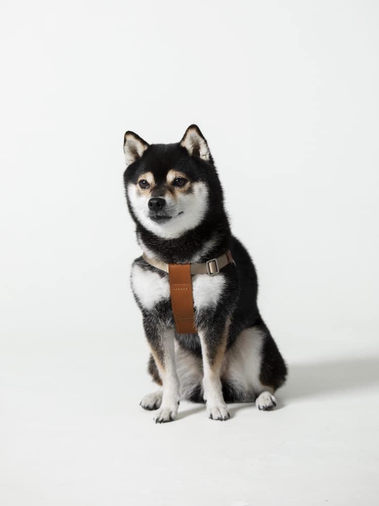 You Can Now Dress Your Dog in a Specially Designed Japanese School ...