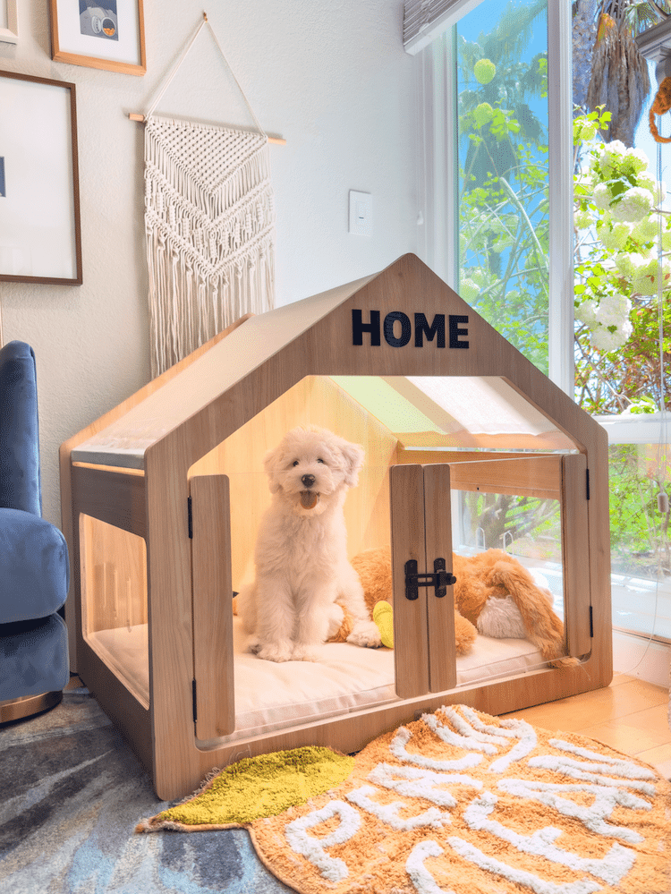 Modern store dog house