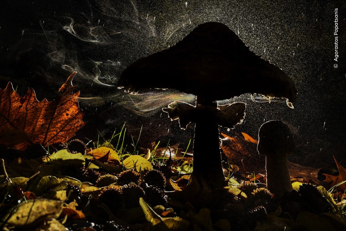 Fungi releasing spores in the forest