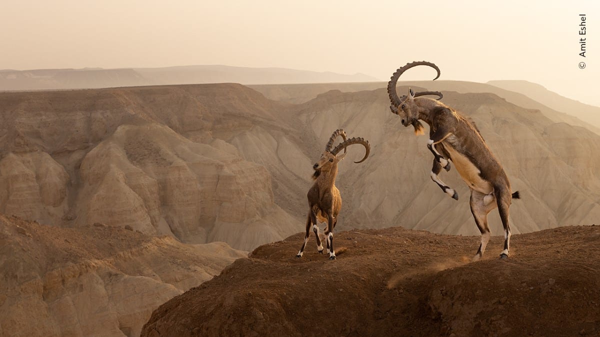Two Nubian ibexes fighting on a cliff