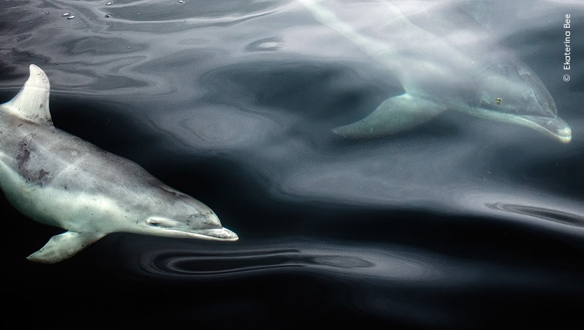 Bottlenose dolphin in Scotland