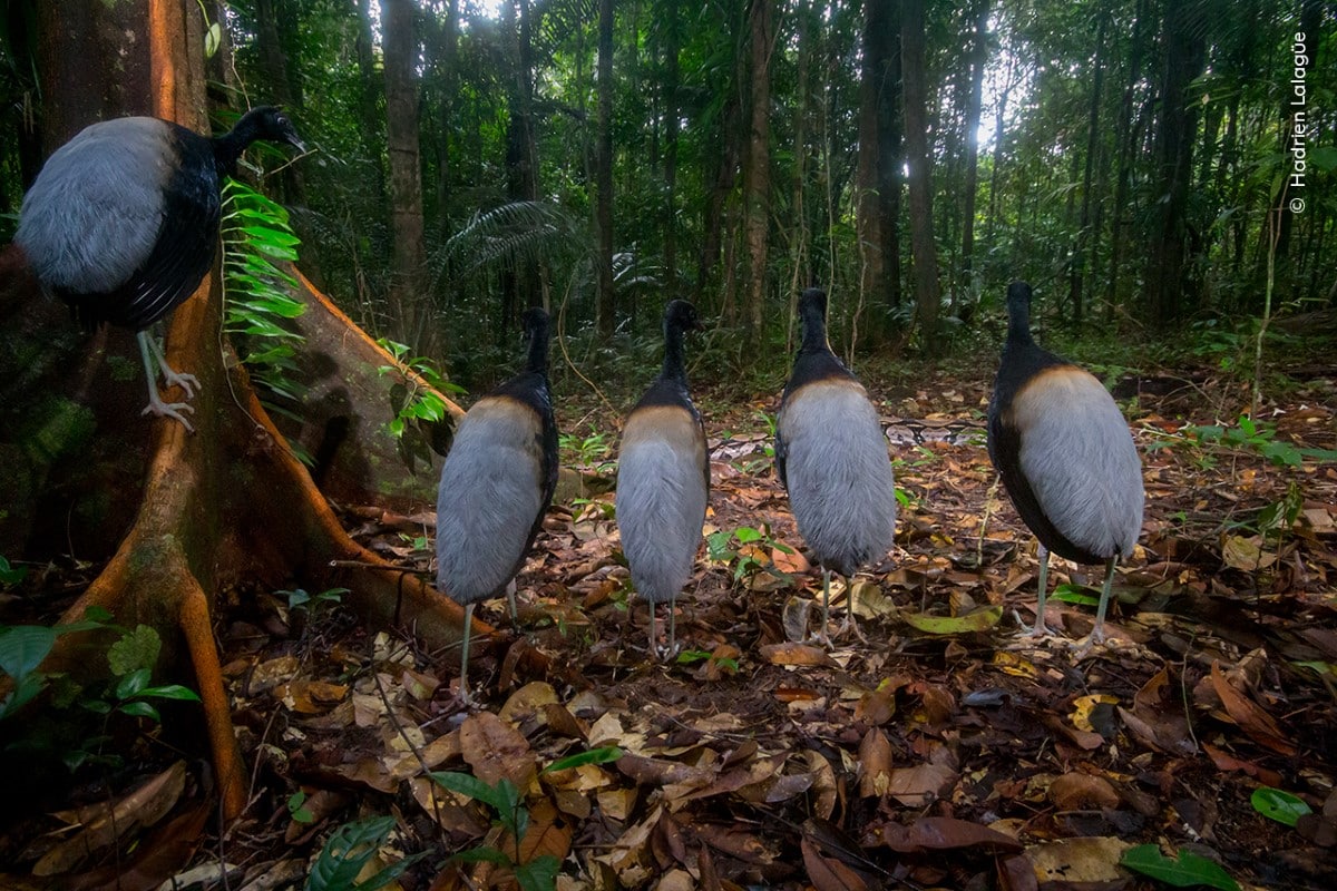 Grey-winged trumpeters watching a boa slither past