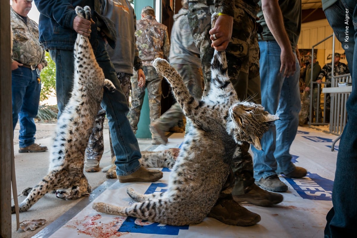 Bobcat Hunting Competition in Texas