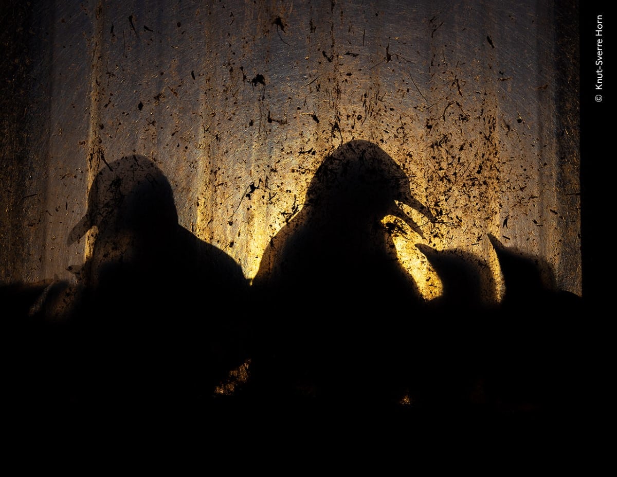 Silhouette of kittiwake chicks