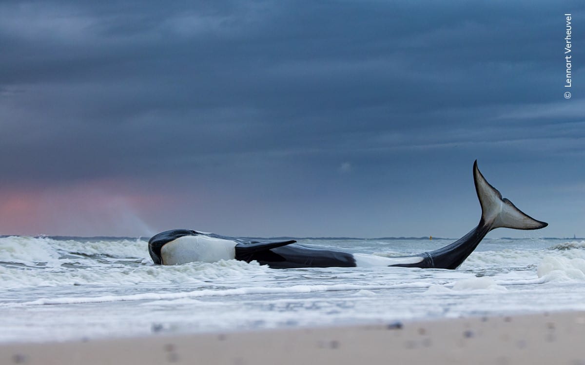 Beached ocra in the Netherlands