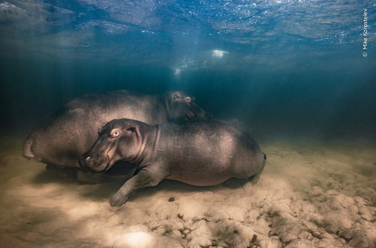 A Hippo and her offspring resting in the shallows of a lake