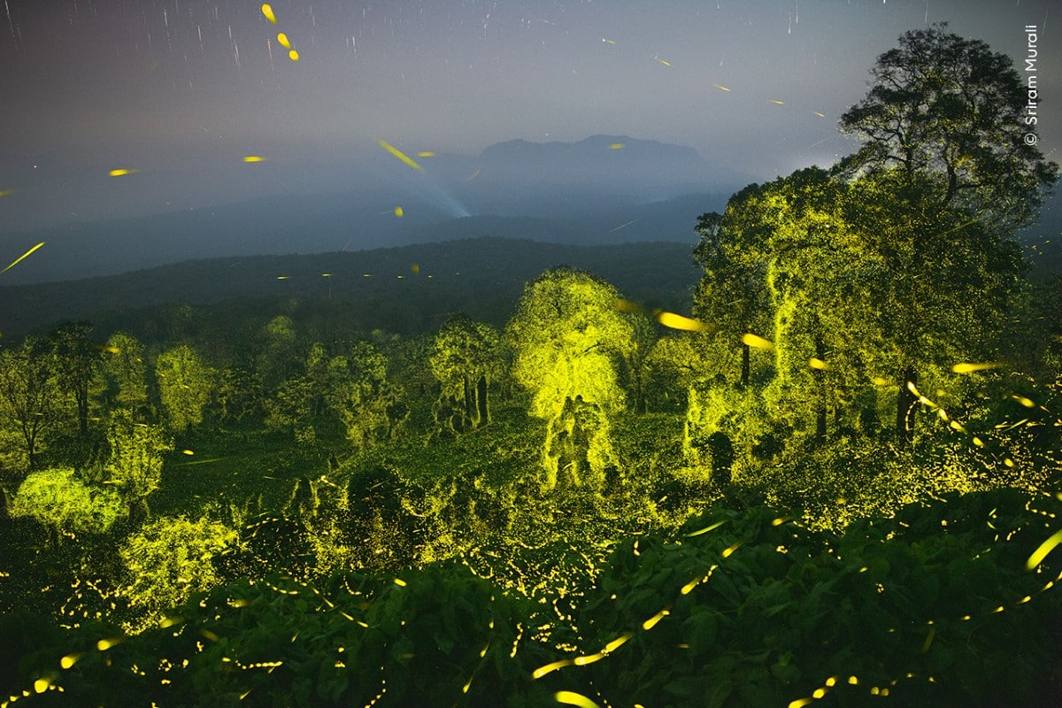 Forest in Nadu, India illuminated with fireflies