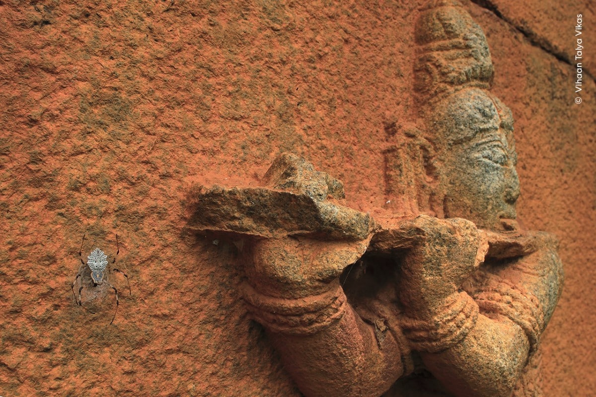 Spider on sculpture of Krishna