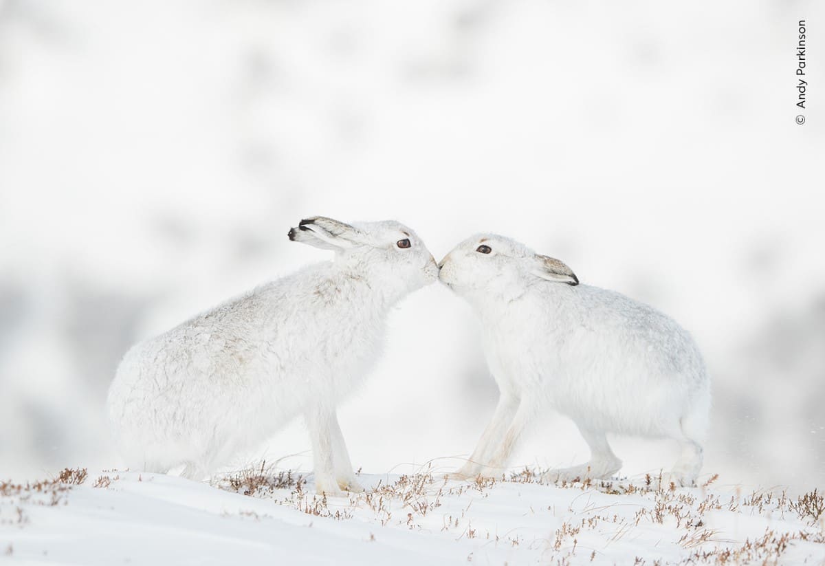 Two mountain hares rubbing noses in the snowy mountains of Scotland