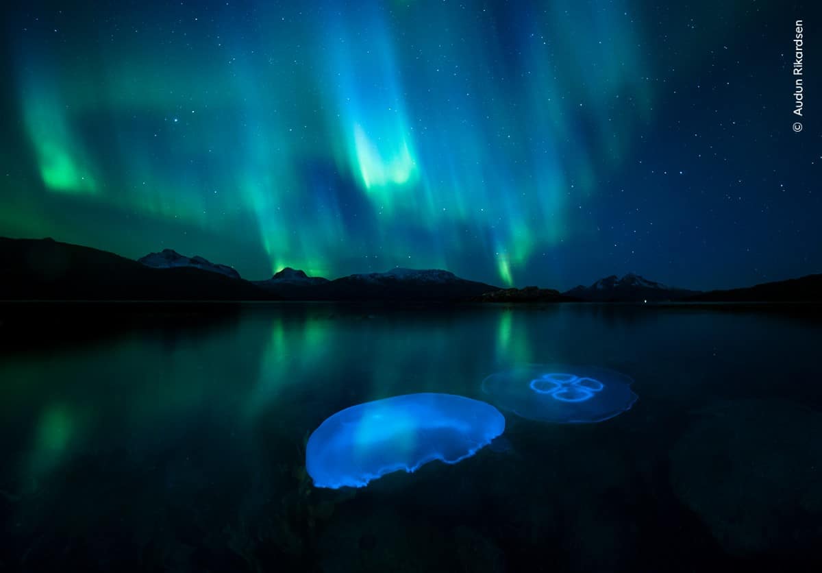 Moon jellyfish in Tromso, Norway under the Northern Lights