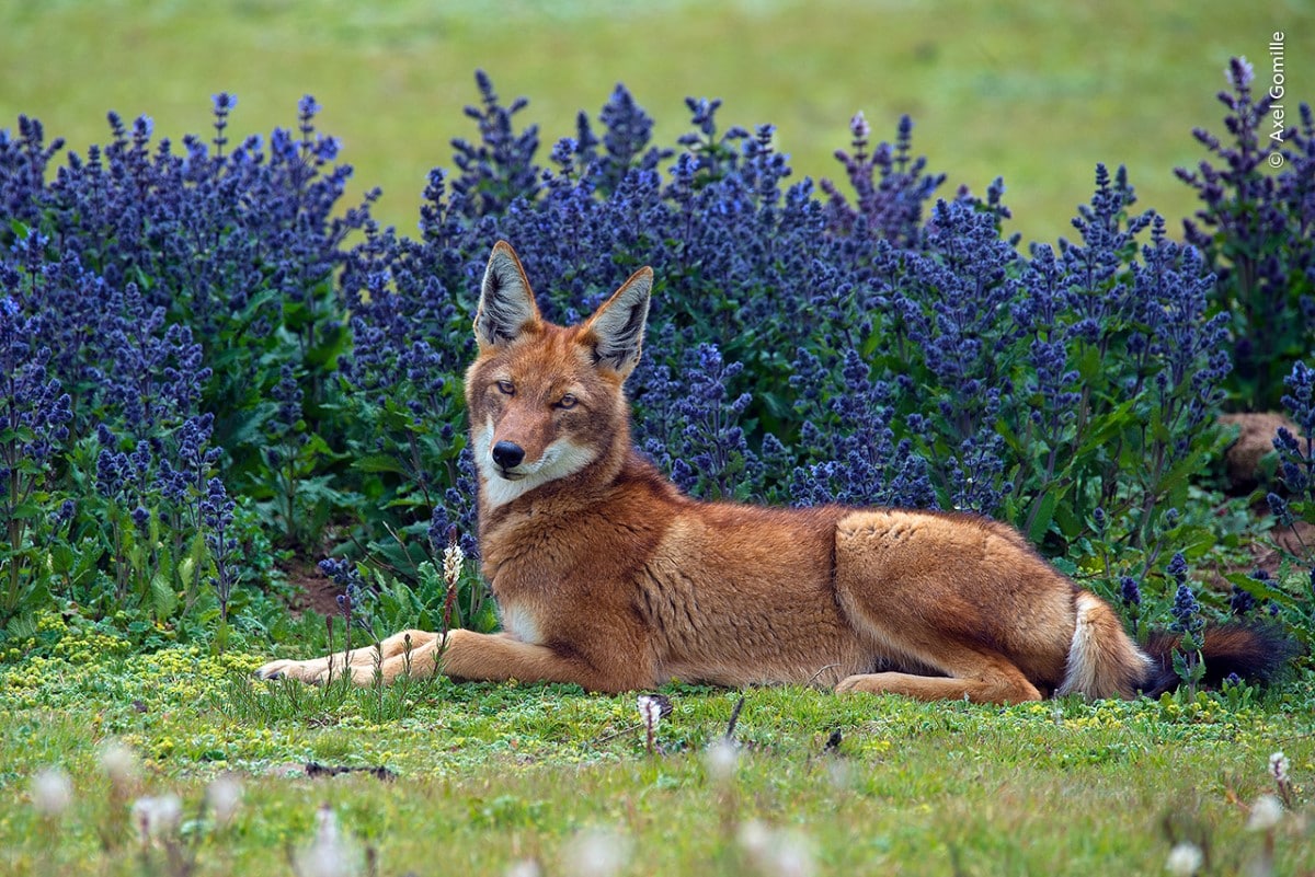 Ethiopian wolf lying on the ground