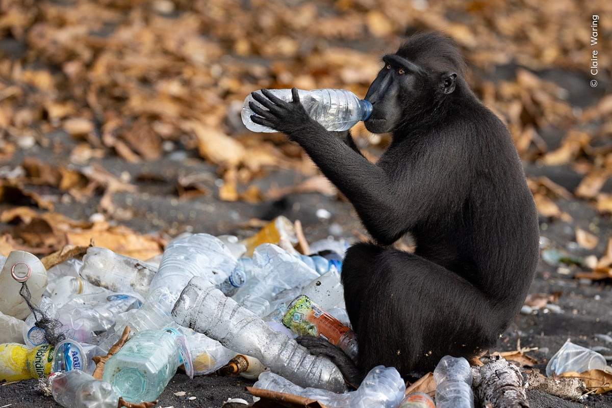 A Celebes crested macaque investigates the contents of a plastic bottle