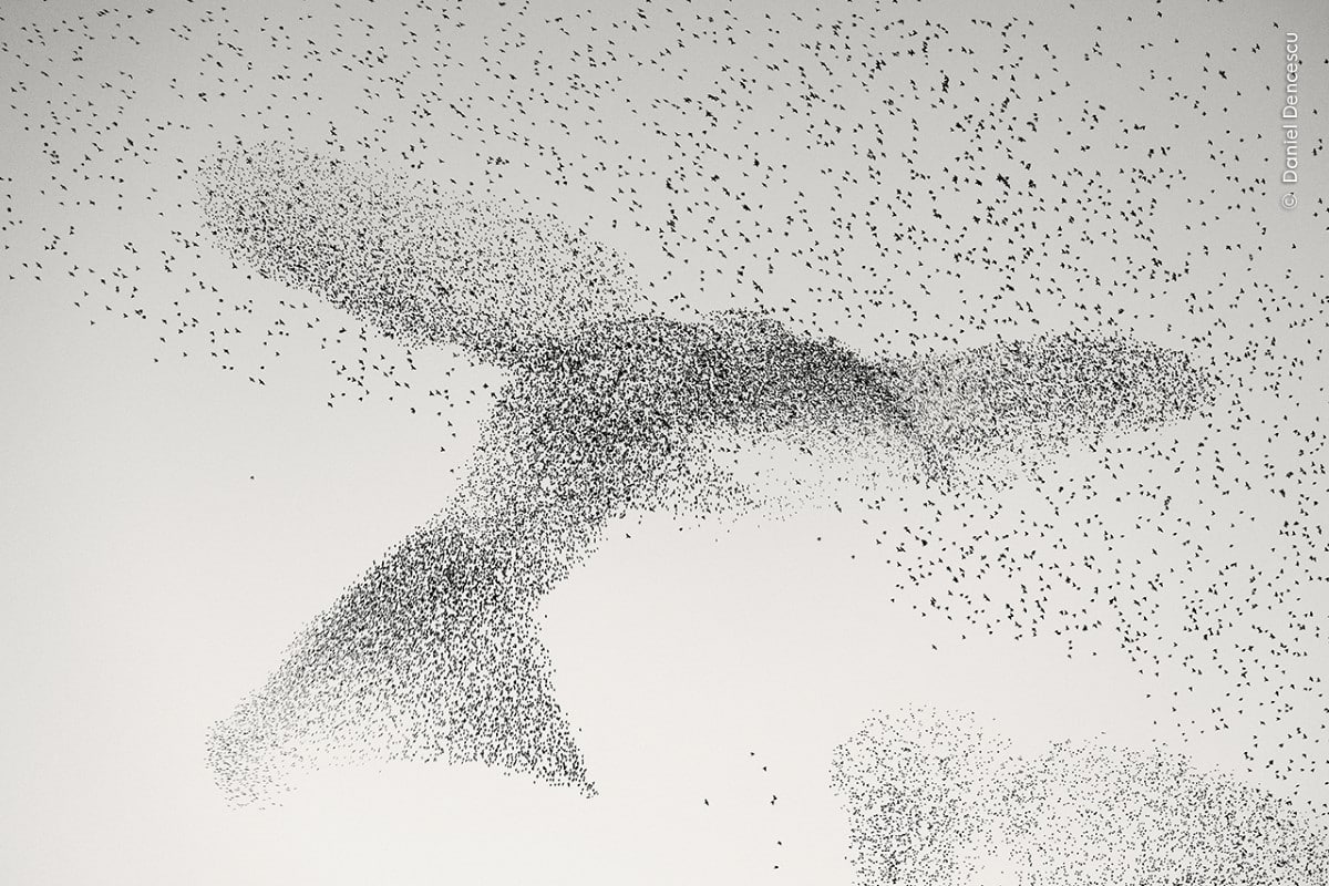 Starling murmuration